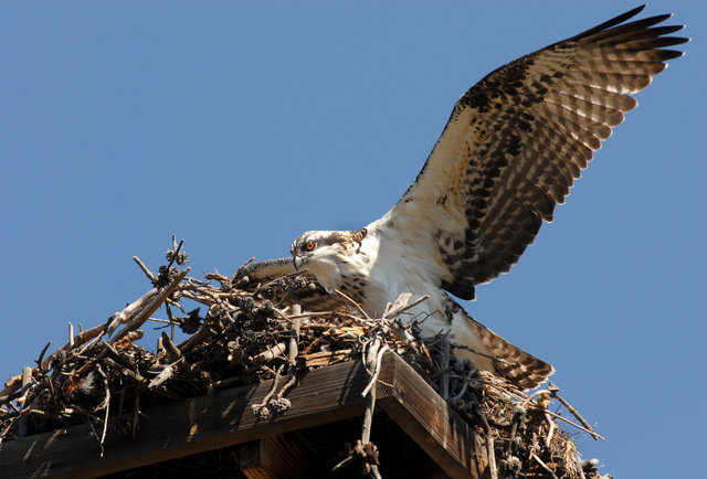   Mom I Can Fly, Trust Me!   