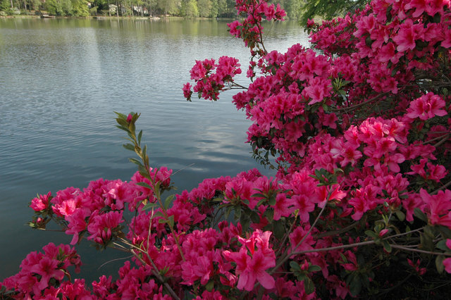 Azaleas      