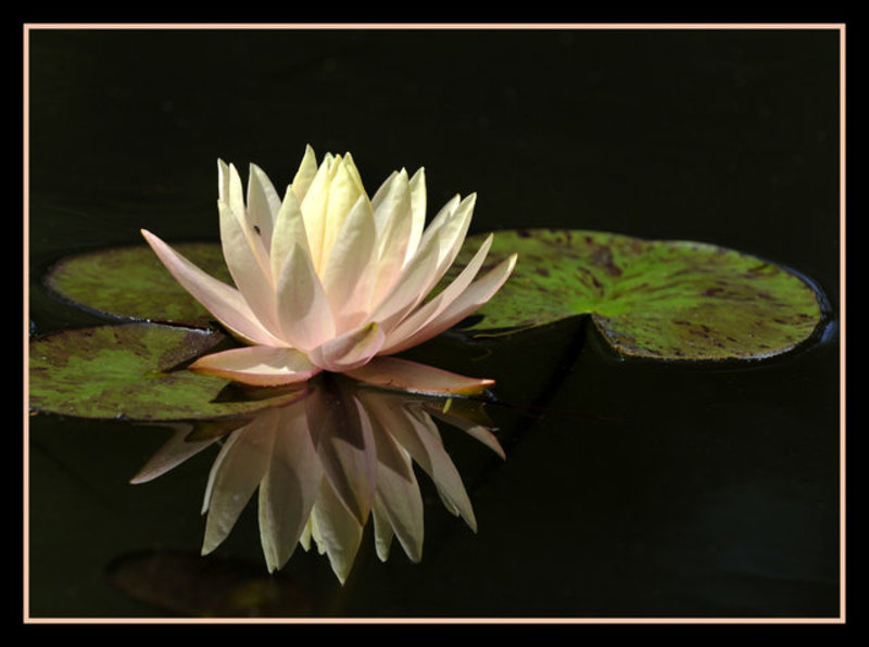  Water lily II