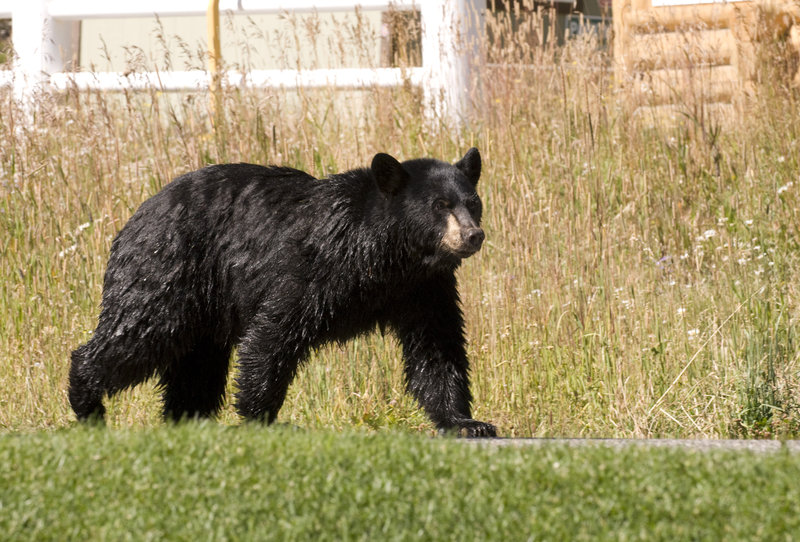 Black Bear