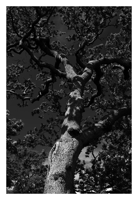 Oak Tree I