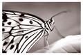 Butterflies go Free