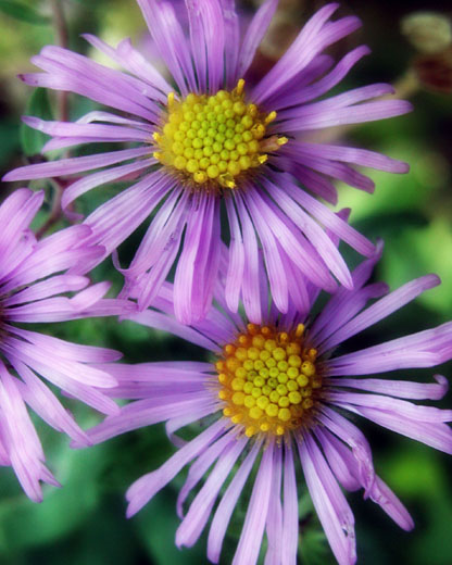 A Walk through the Flowers