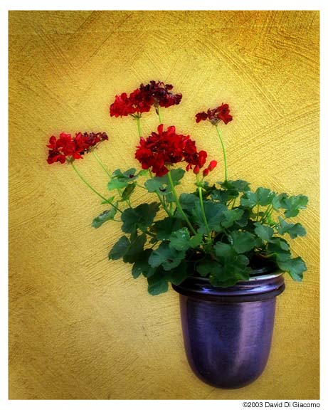 Flowers On a Wall