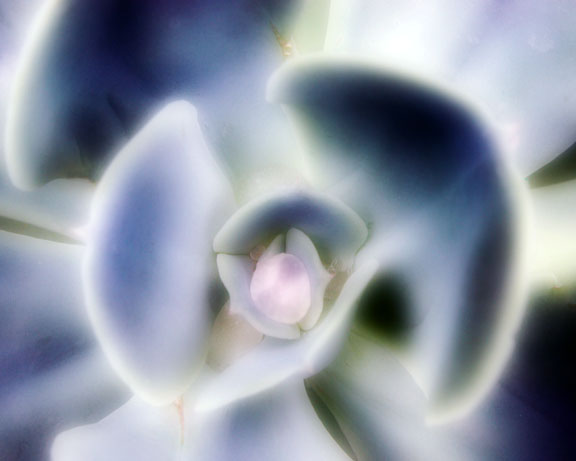 The Heart of a Flower