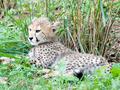 cheetah-cub-2.jpg