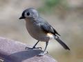 titmouse.jpg