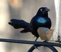boat_tail_grackle.jpg