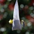 finch-with-bokeh.jpg