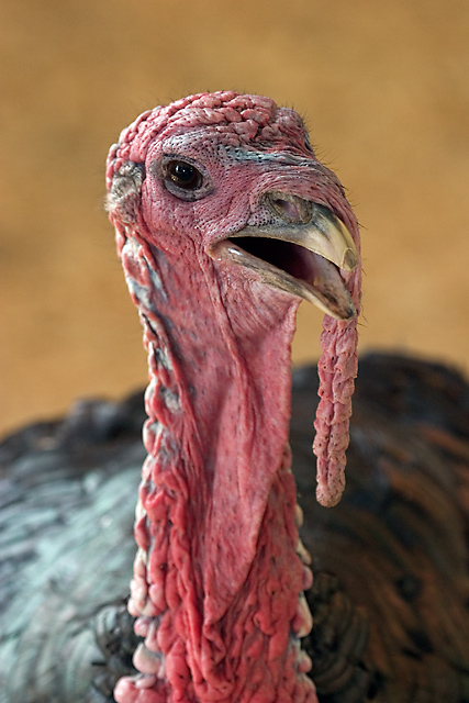 Turkey