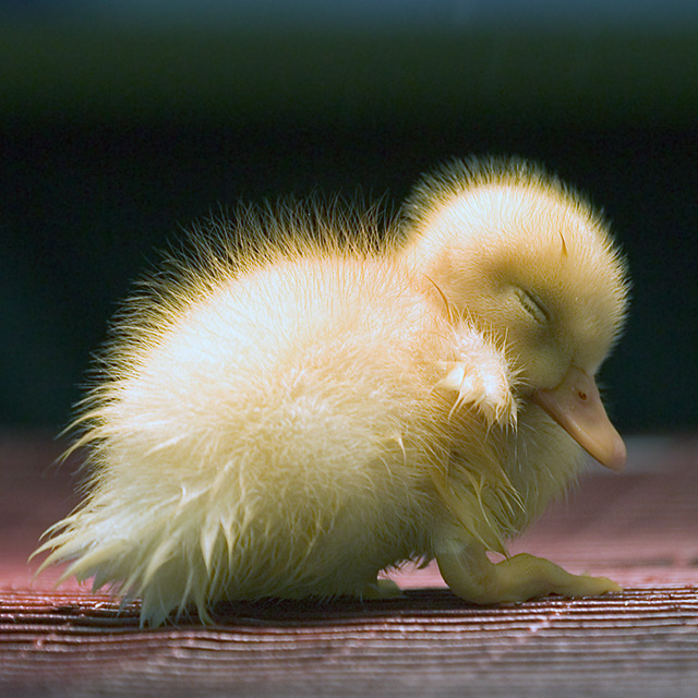 Duckling