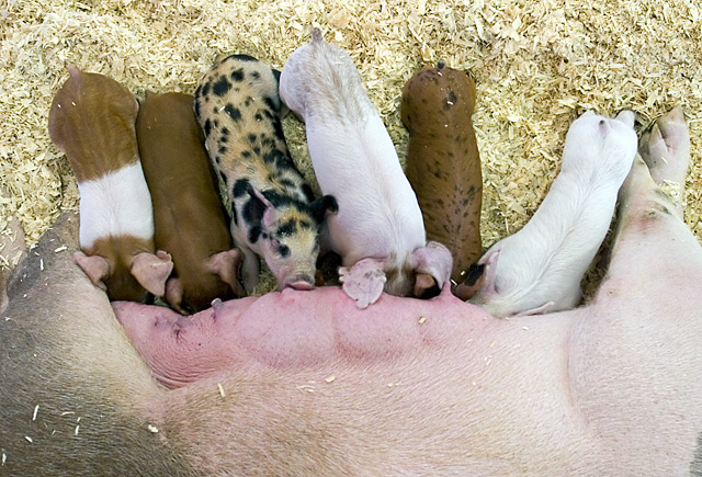 Feeding Frenzy