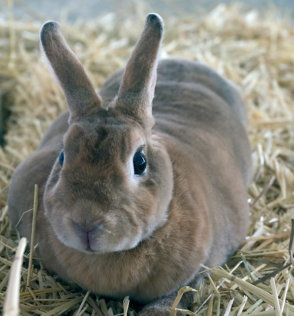 Wabbit
