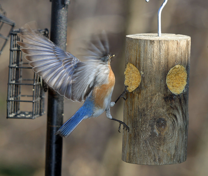 Crouching Tiger, Hidden Bluebird