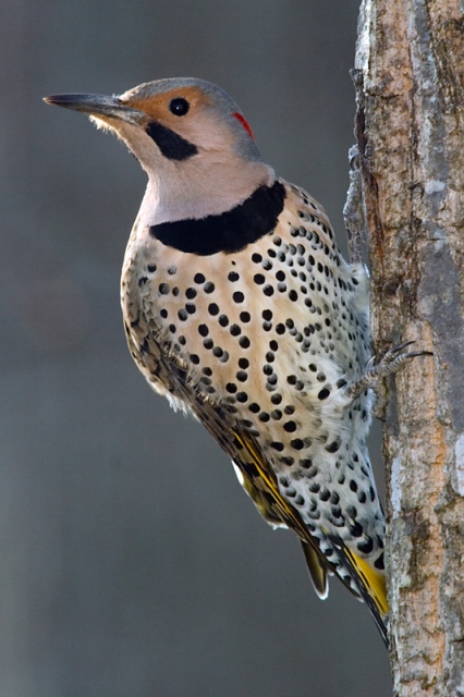 Northern Flicker