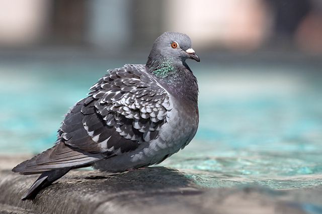 pigeon.jpg