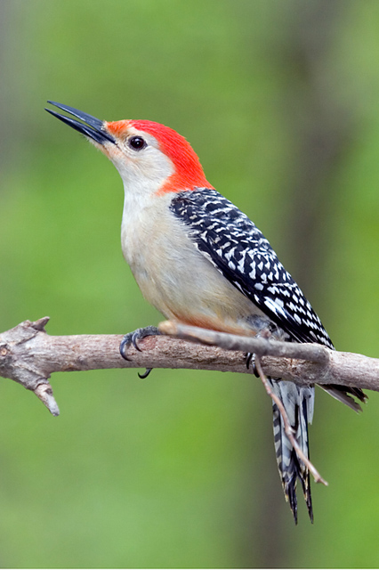 Red Bellied Woodpecker