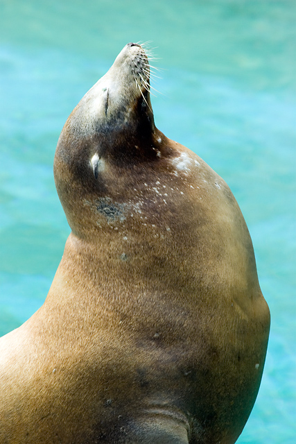 seal.jpg