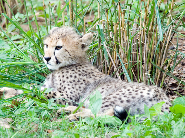 cheetah-cub-2.jpg