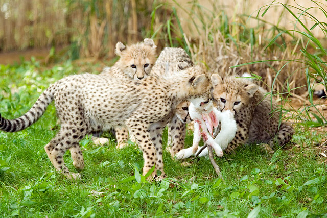 cheetah-cub-feeding-frenzy.jpg