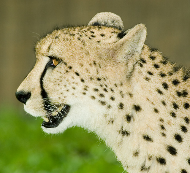 cheetah-mom-1.jpg