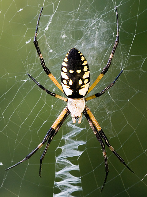 Garden Spider