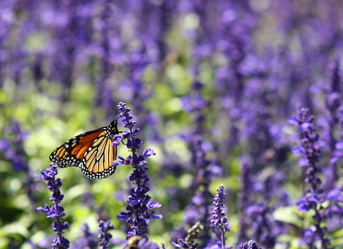 Butterfly on Wildflowers