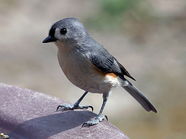 titmouse.jpg