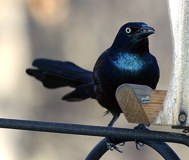 boat_tail_grackle.jpg