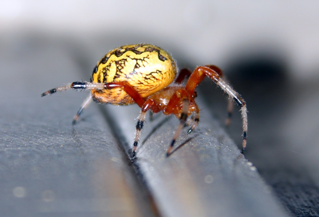 marbled_orb_weaver_640.jpg