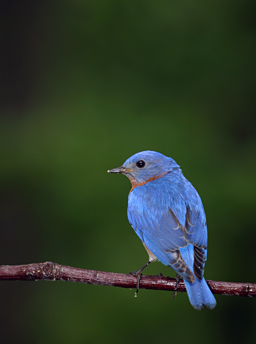 Eastern Bluebird