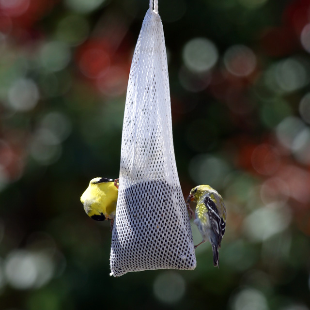 finch-with-bokeh.jpg