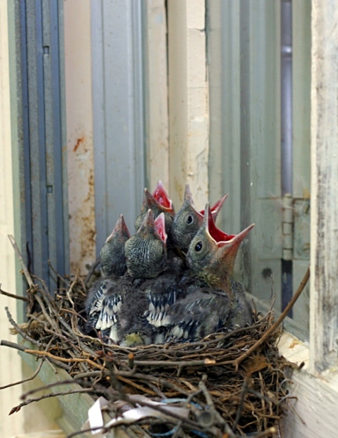 bluejays.jpg