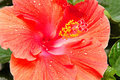 Hibiscus