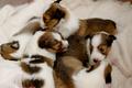 puppies 1.jpg
