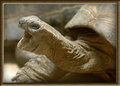 Turtle breath