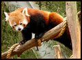 Red Panda