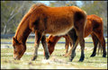 Assateague Ponies