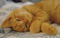 Hobbes pose