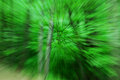 Forest Abstract