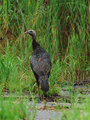 Wild Turkey