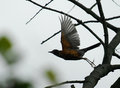 Robin
