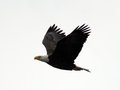 Eagle in flight
