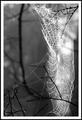 Entangled Web