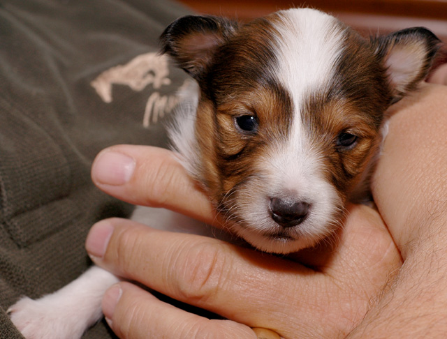 puppies 2.jpg