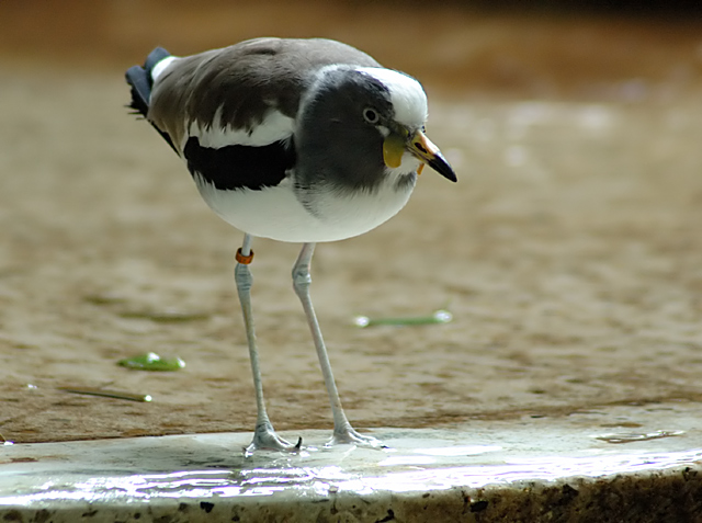 DSC_0585sm.jpg