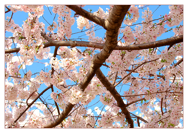 Cherry Blossoms 1