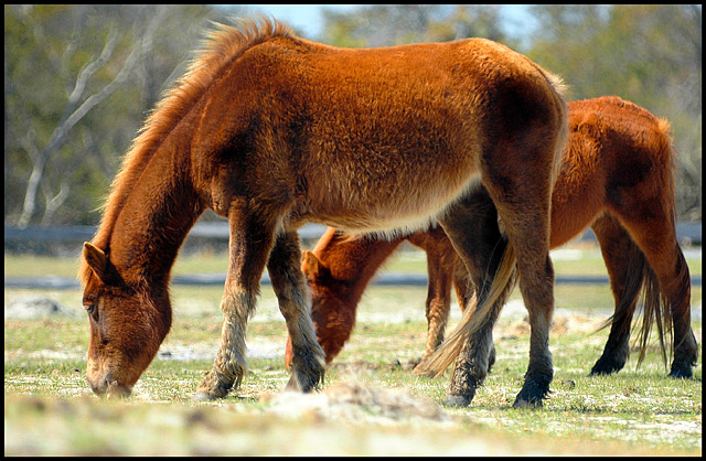 Assateague Ponies