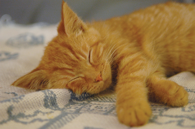 Hobbes sleeping