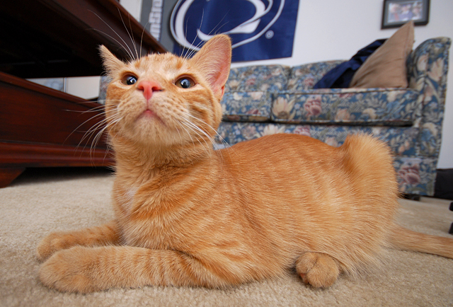 Hobbes up close